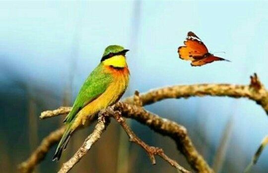 The Butterfly and The Songbird